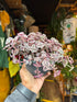 Crassula marginalis minuta succulent in 12cm pot outside Urban Tropicana plant shop in Chiswick, London