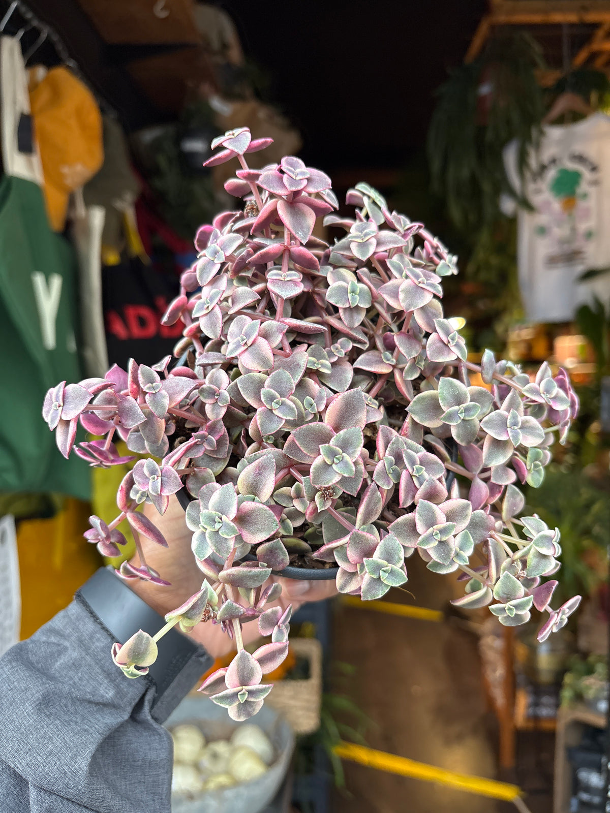 Crassula marginalis minuta succulent in 12cm pot outside Urban Tropicana plant shop in Chiswick, London