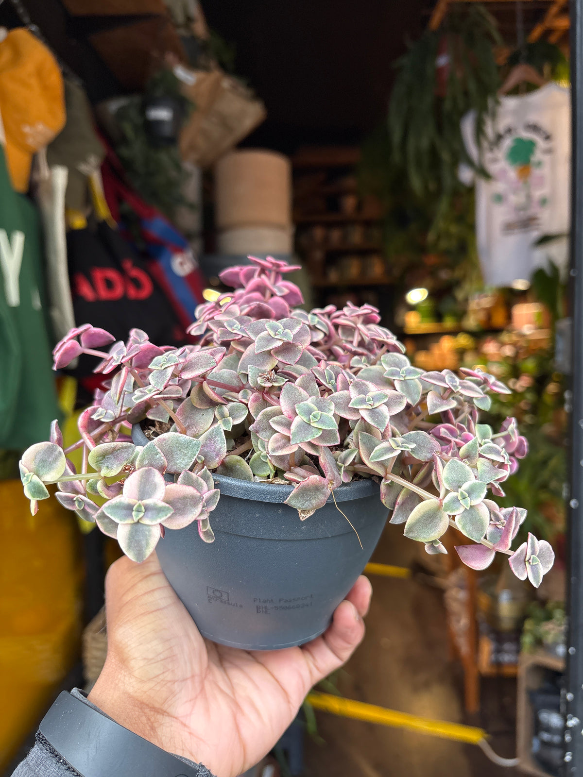 Crassula marginalis minuta succulent in 12cm pot outside Urban Tropicana plant shop in Chiswick, London