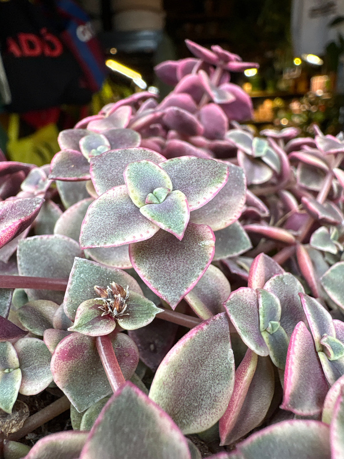 Crassula marginalis minuta succulent in 12cm pot outside Urban Tropicana plant shop in Chiswick, London