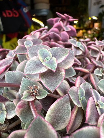 Crassula marginalis minuta succulent in 12cm pot outside Urban Tropicana plant shop in Chiswick, London