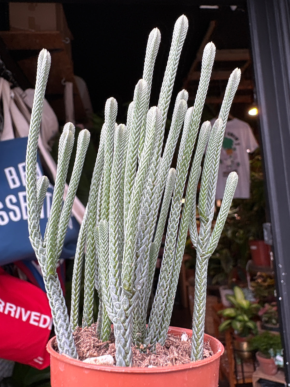 Crassula muscosa ‘Harmony in Green’ succulent in 5.5cm pot outside Urban Tropicana plant shop in Chiswick, London
