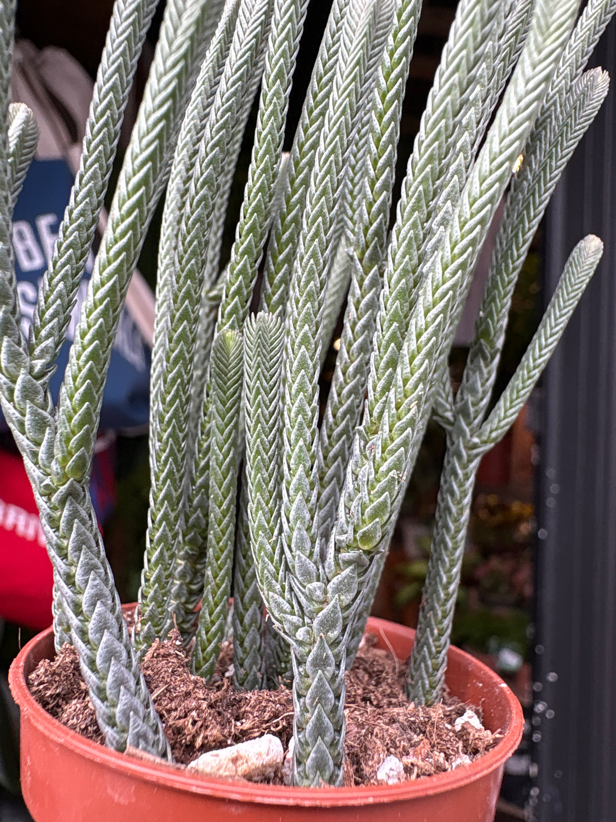 Crassula muscosa ‘Harmony in Green’ succulent in 5.5cm pot outside Urban Tropicana plant shop in Chiswick, London