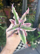 A Cryptanthus plant in front of Urban Tropicana&