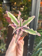 A Cryptanthus plant in front of Urban Tropicana&