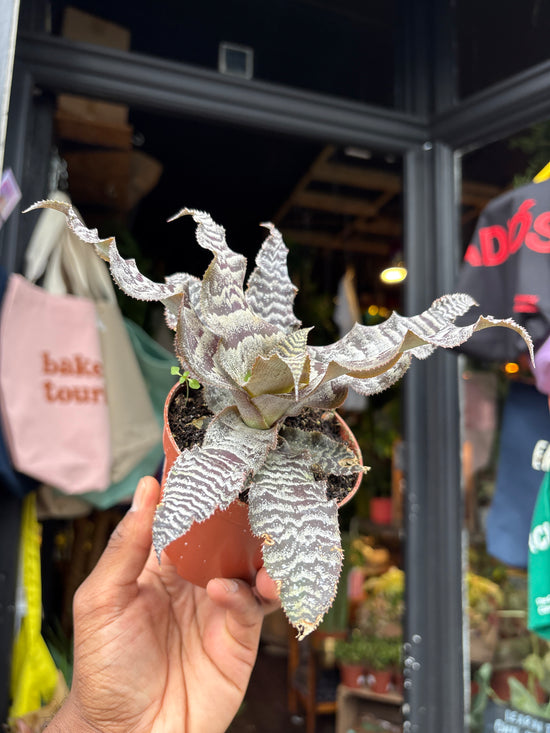 A Cryptanthus Zonatus plant in front of Urban Tropicana’s plant shop in Chiswick, London