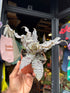 A Cryptanthus Zonatus plant in front of Urban Tropicana’s plant shop in Chiswick, London