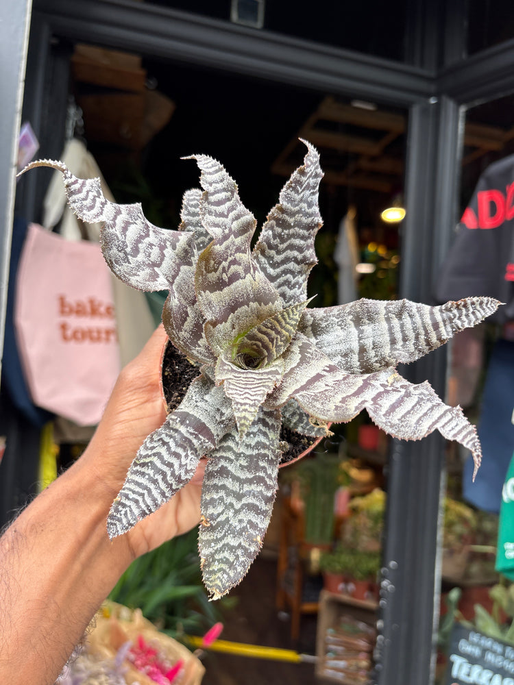 A Cryptanthus Zonatus plant in front of Urban Tropicana’s plant shop in Chiswick, London