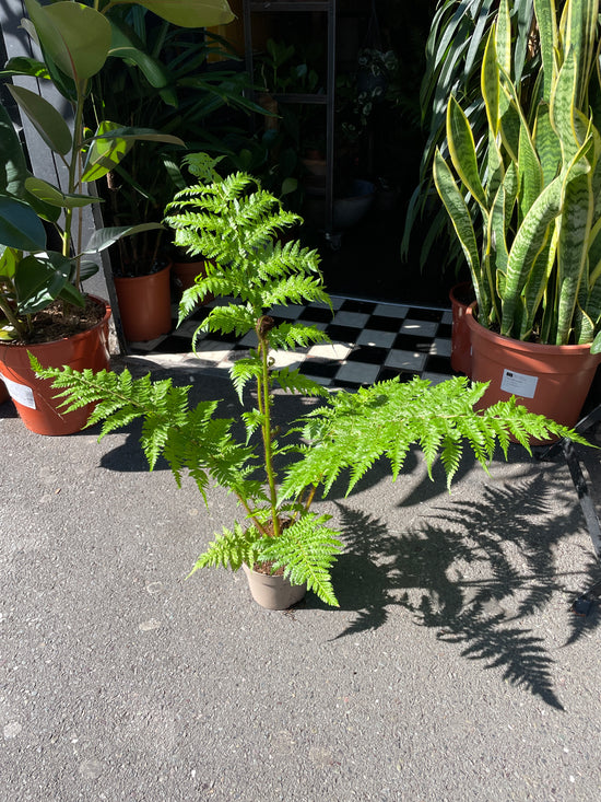 A Cyathea Australis plant also known as a Rough Tree Fern in front of Urban Tropicana&