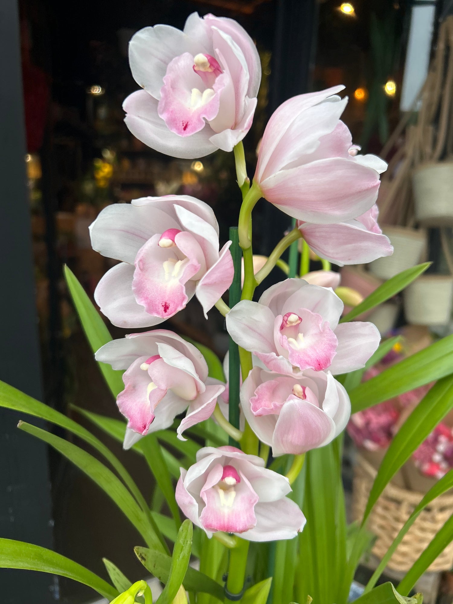 Cymbidium Pink also known as a Boat Orchid in front of Urban Tropicana’s plant shop in Chiswick, London