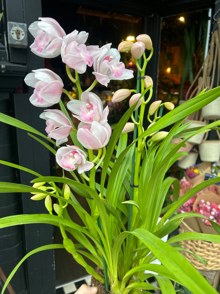 Cymbidium Pink also known as a Boat Orchid in front of Urban Tropicana’s plant shop in Chiswick, London 