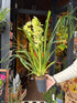 A Cymbidium Orchid plant also known as a Boat Orchid in front of Urban Tropicana’s plant shop in Chiswick London