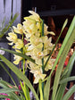 A Cymbidium Orchid plant also known as a Boat Orchid in front of Urban Tropicana’s plant shop in Chiswick London