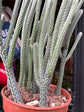 Crassula muscosa &