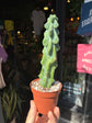 Myrtillocactus geometrizans &