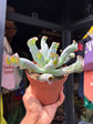 Echeveria Culebra | 12cm pot