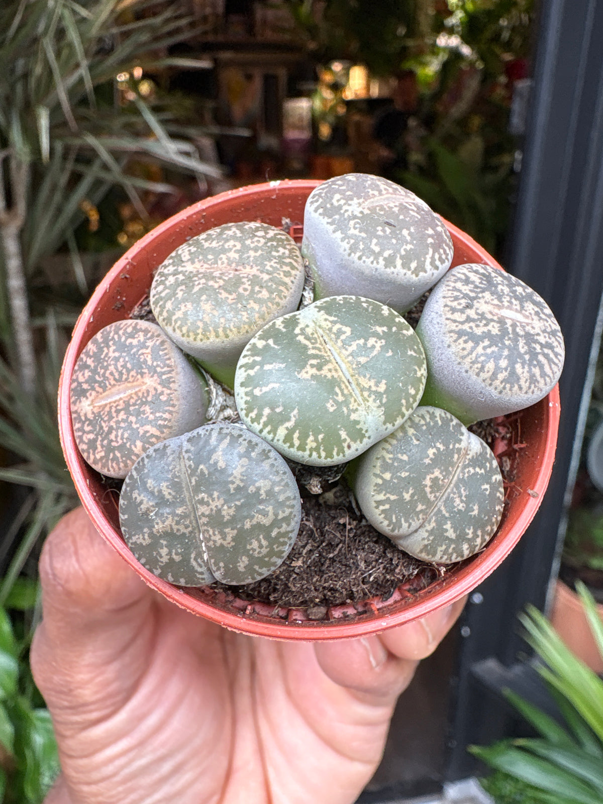 Lithops | 5.5cm pot