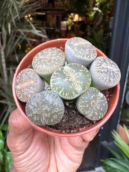 Lithops | 5.5cm pot
