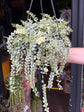 Dischidia ruscifolia variegata | 14cm hanging pot