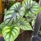 An Alocasia Baganda ‘Dragon Scale’ plant also know as a Dragon Scale in front of Urban Tropicana&