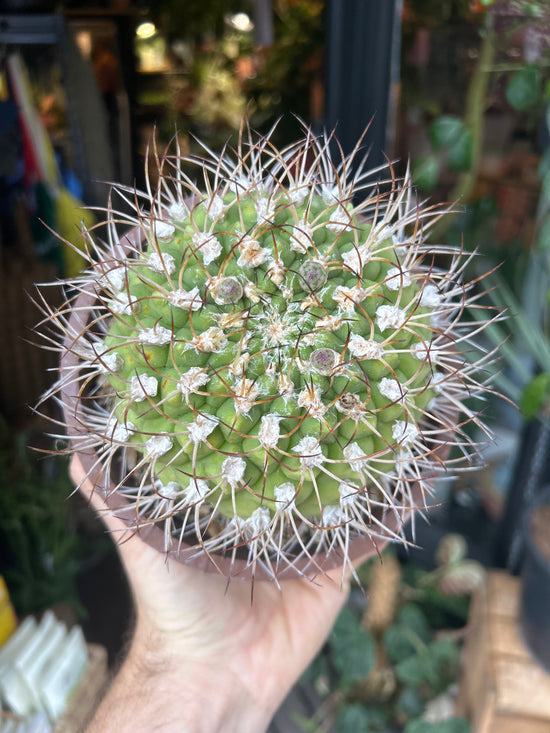 Gymnocalycium | 15cm pot
