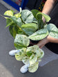 Trailing Bundle | 3 easy-care plants