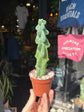 Myrtillocactus geometrizans &