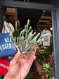 Crassula muscosa &