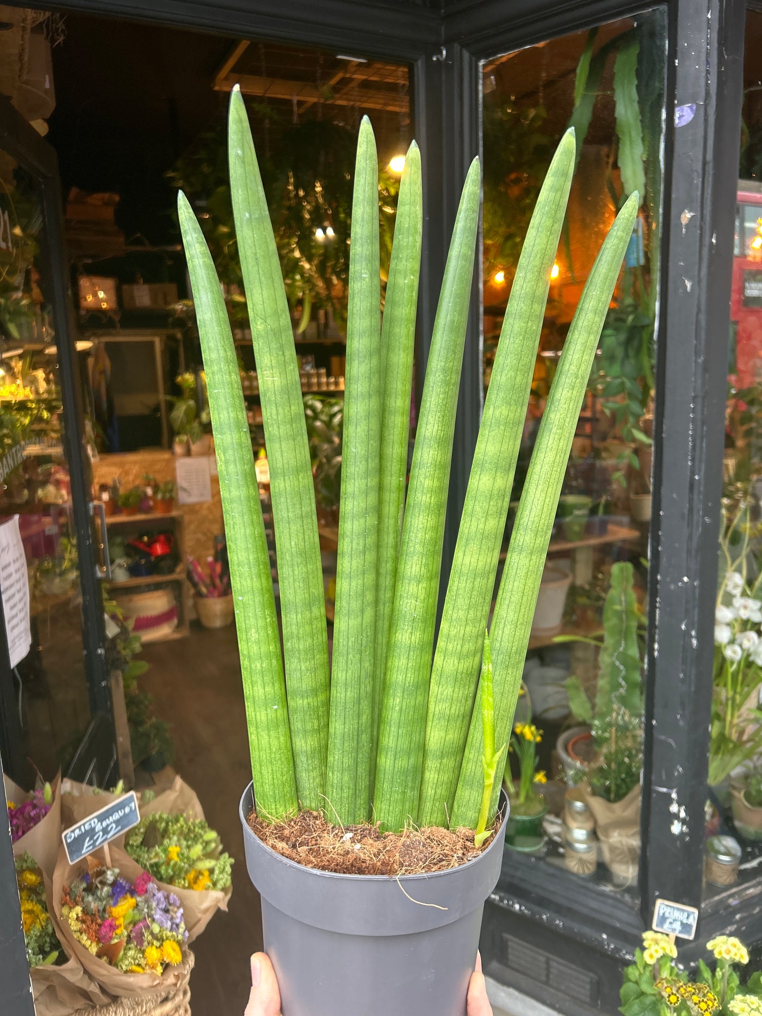 sansevieria straight Sansevieria Cylindrica - House Plants - Plant Shop