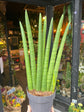 Sansevieria Cylindrica | 17cm pot