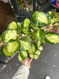 Hoya Australis Lisa | 17cm pot