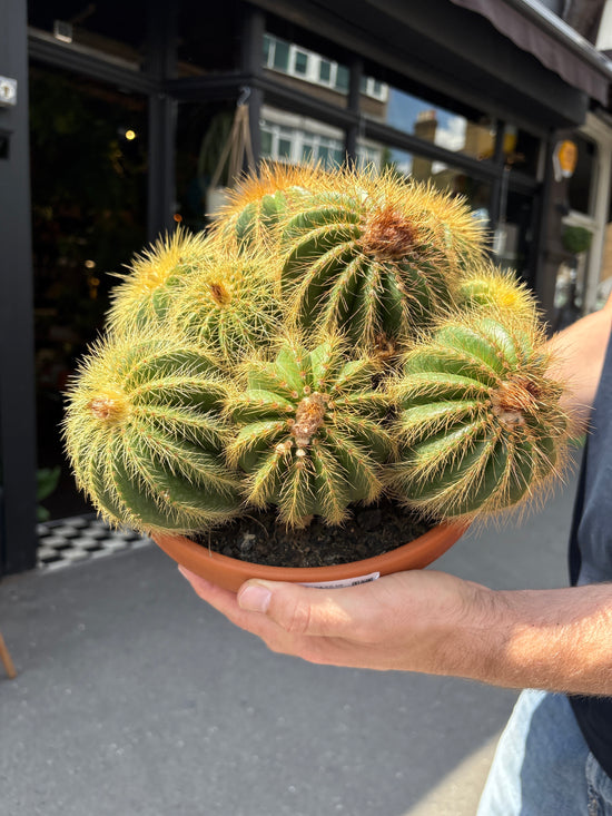 Eriocactus Warasii | 23cm pot
