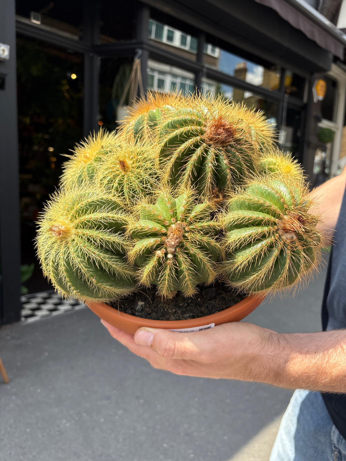 Eriocactus Warasii | 23cm pot