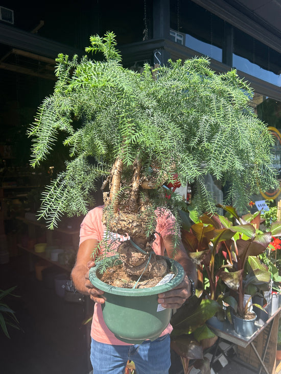 Araucaria Cunninghamii | 27cm pot