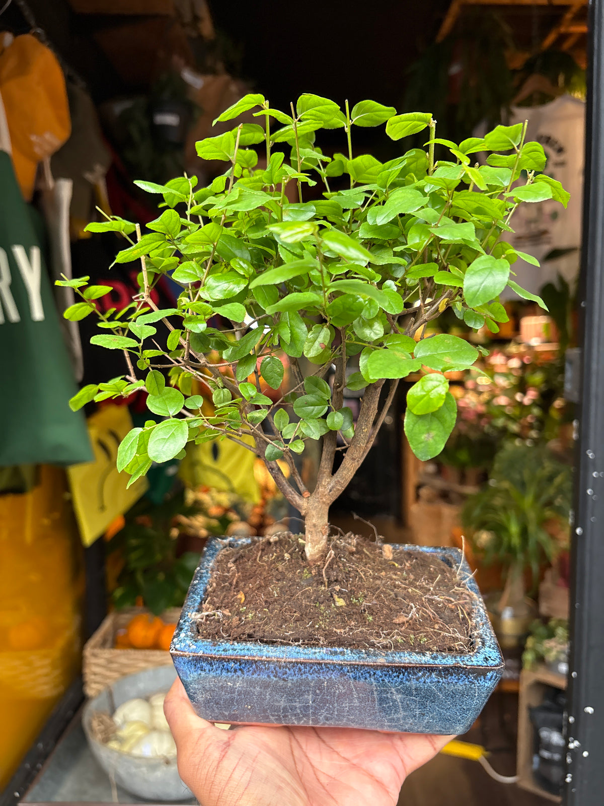 Bonsai Sageretia | 15cm Blue ceramic pot