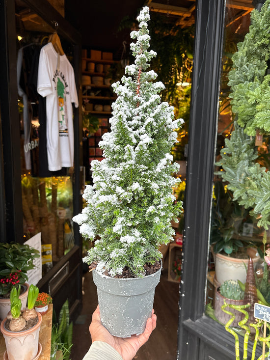 Chamaecyparis Thyoides Xmas Tree | 15cm pot