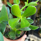 A Crassula Ovata, also known as a Jade plant in front of Urban Tropicana&