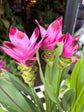 Curcuma alismatifolia ‘Siam Splash’ | 15cm pot