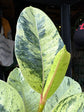 Ficus Elastica &