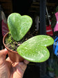 Hoya Kerrii Splash | Sweetheart Plant | 8cm pot