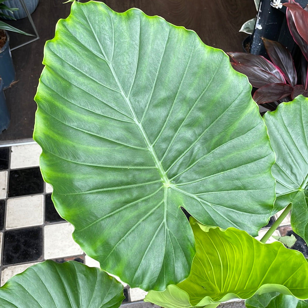 A Alocasia Gageana plant also known as a Giant Taro in front of Urban Tropicana&