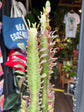 Euphorbia Trigona Rubra | 12cm pot