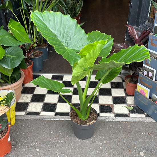 A Alocasia Gageana plant also known as a Giant Taro in front of Urban Tropicana&