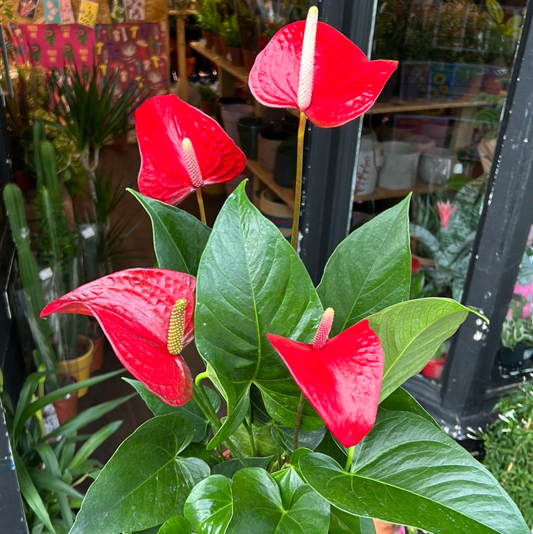 A Anthurium Red plant also known as a Painter’s Palette in front of Urban Tropicana&
