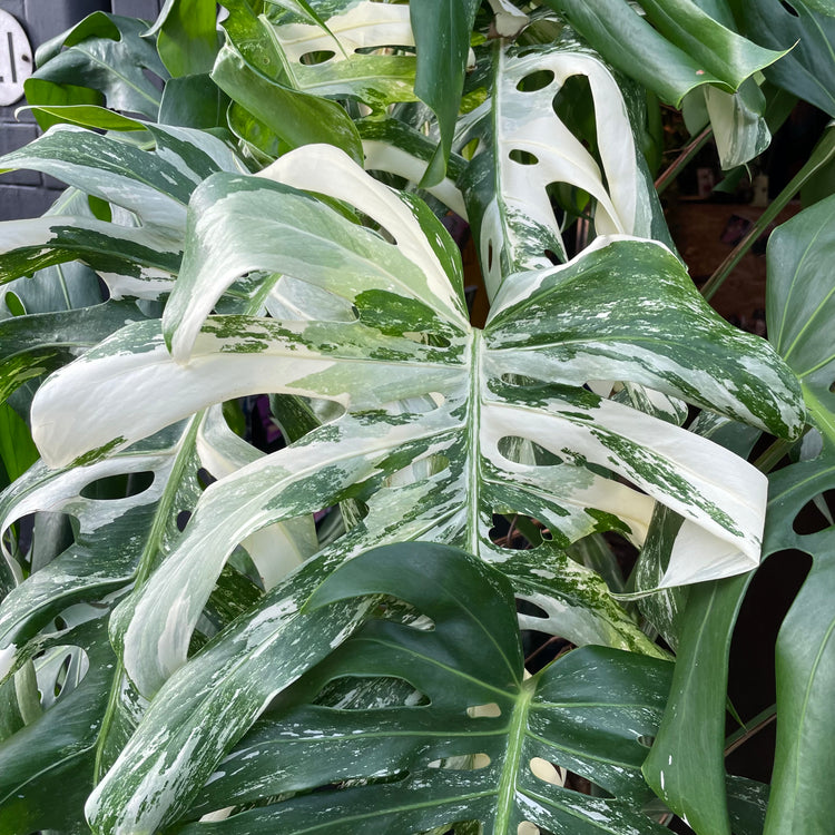 A Variegated Monstera Deliciosa plant also known as a Swiss Cheese Plant in front of Urban Tropicana&