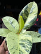 Ficus Elastica &