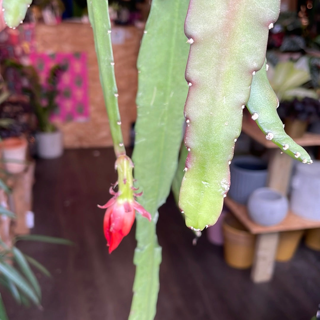 A Epiphyllum Ackermannii plant also known as a Red Orchid Cactus in front of Urban Tropicana&