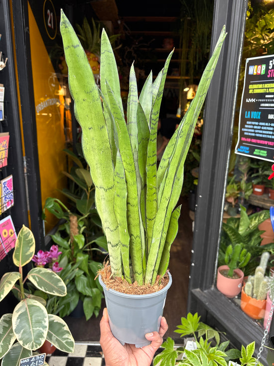 Sansevieria Spearmint | 14cm pot