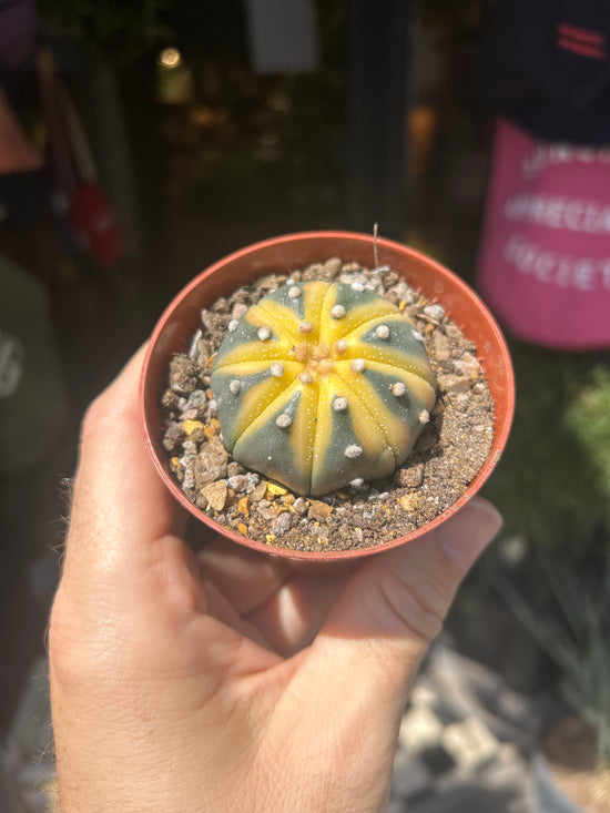 Astrophytum asterias variegata