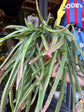 Lepismium Cruciforme | 21cm pot